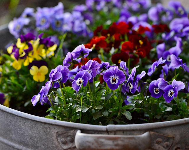 Violetas para o seu jardim dentro de casa