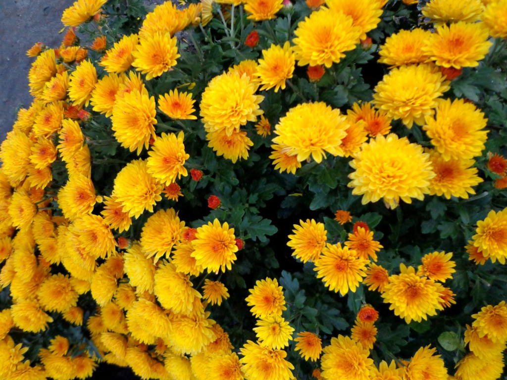 Por que as flores amarelas são tão lindas + 5 dicas lindas!