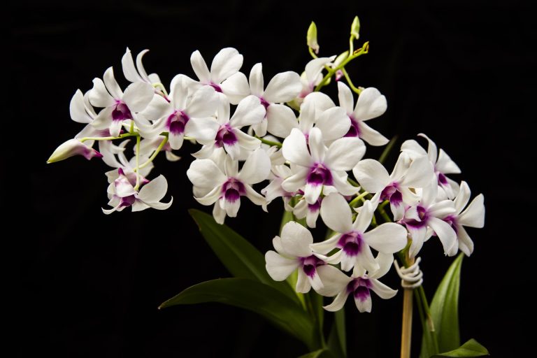 Cultivo de Orquídea – Guia Com 7 Passos Para Iniciantes