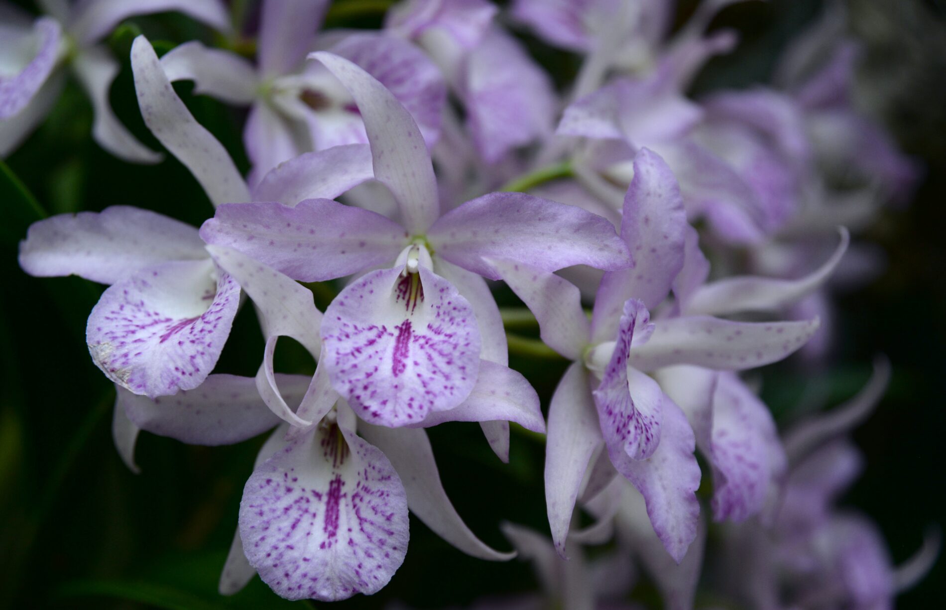 O básico que você precisa saber para ter orquídeas