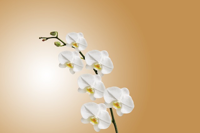 Orquídea - 5 coisas que você não pode fazer com suas orquídeas