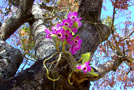 Orquídea em tronco de árvore - Como cultivar?