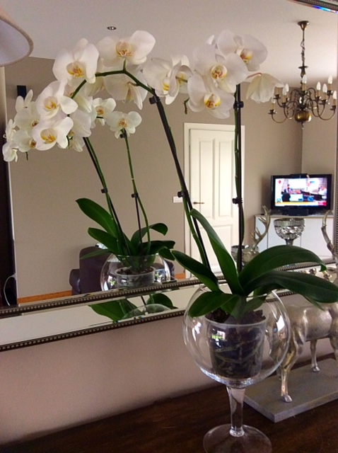 Orquídeas para Iniciantes