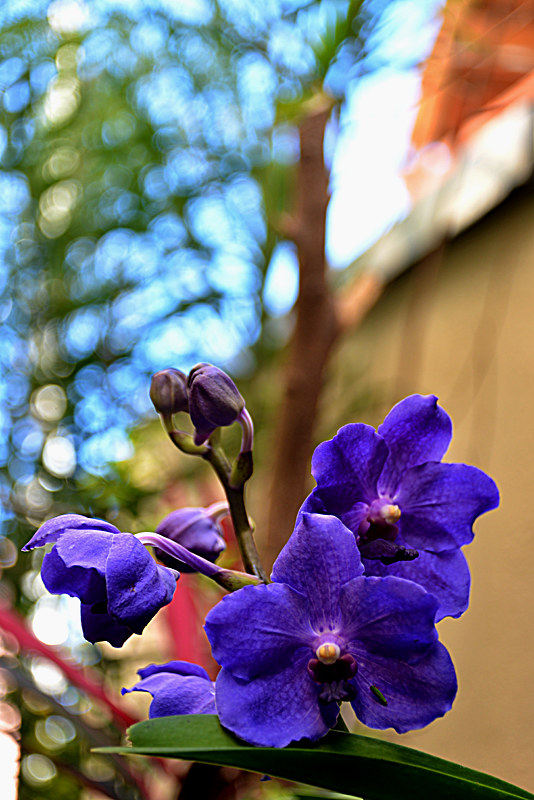 Orquídeas Azuis