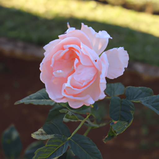 Jardins de rosas: história, genética e cultivo
