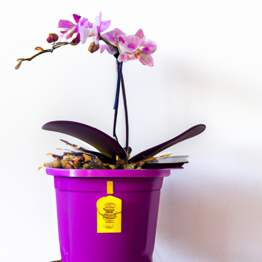 Como Fazer o Plantio e Manutenção de Orquídeas em Casa