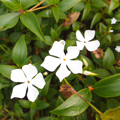 O Fascínio das Flores Brancas- Uma Visão das Flores Mais Apreciadas nos Países Frios