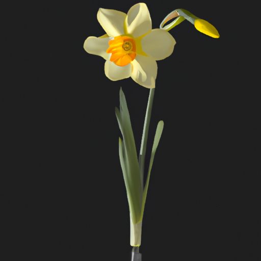 Narciso - Narcissus spp.